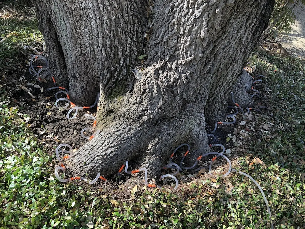 Detailed Tree Cabling and Bracing job site in Ringwood